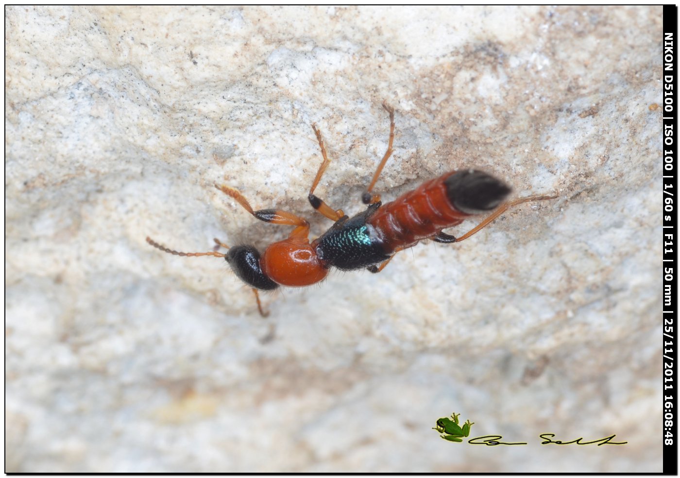 Paederus (Poederomorphus) littoralis