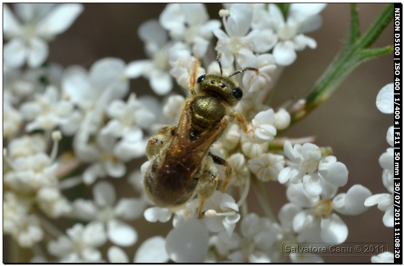 Halictus (seladonia) sp.