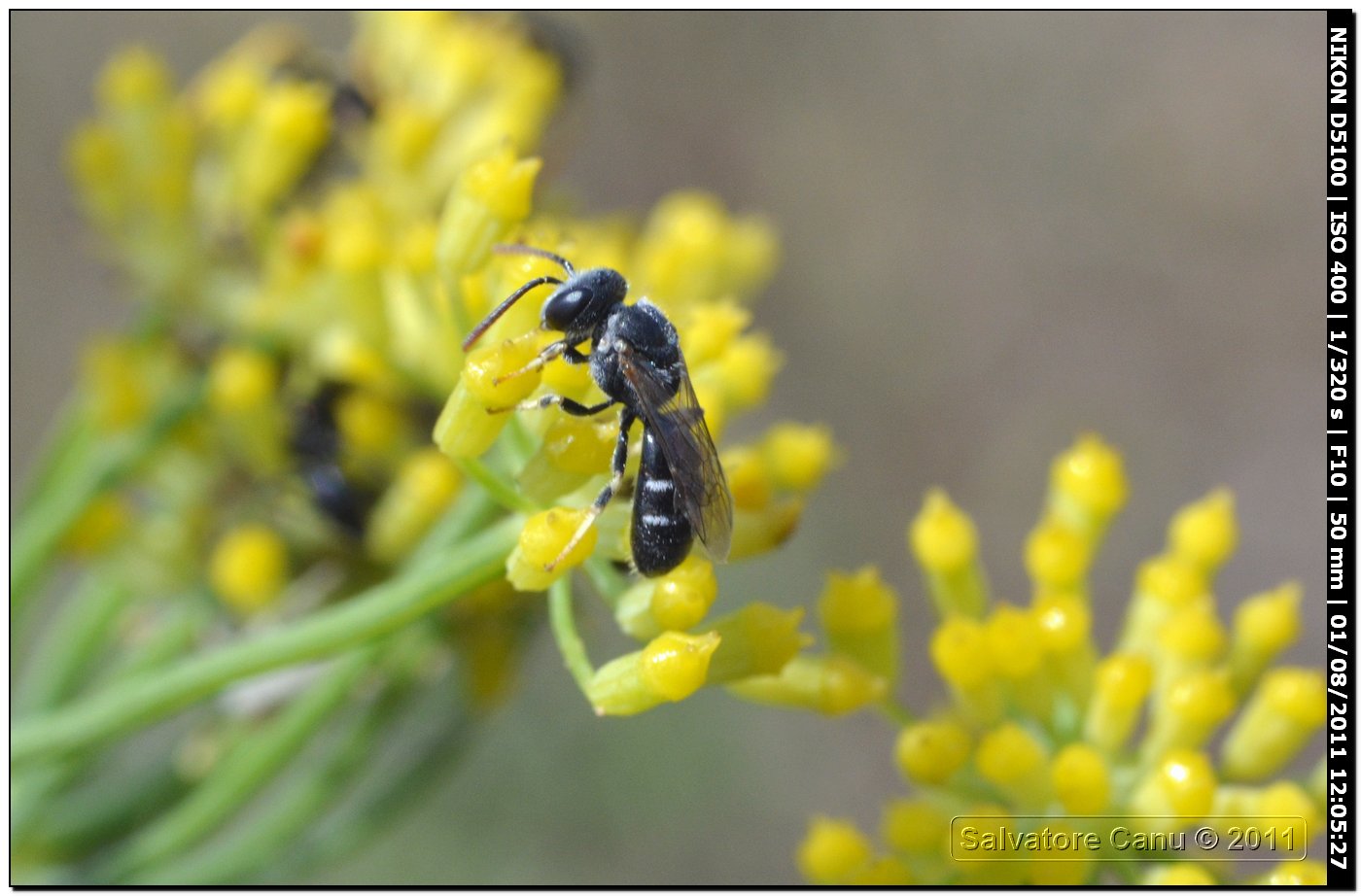 Vari su fiore (Polistes, Camponotus, Lasioglossum)