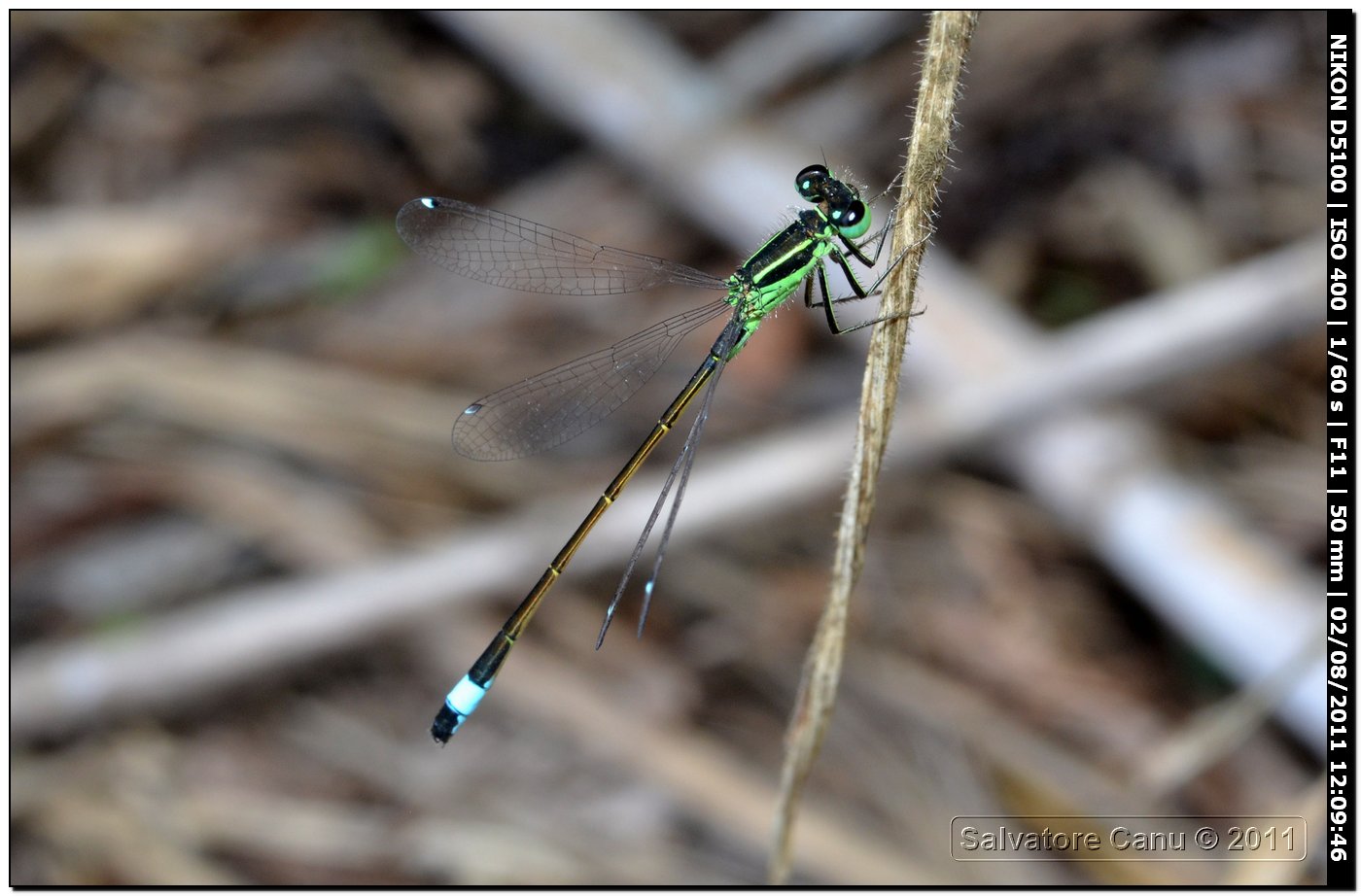 Da identificare: Ischnura genei