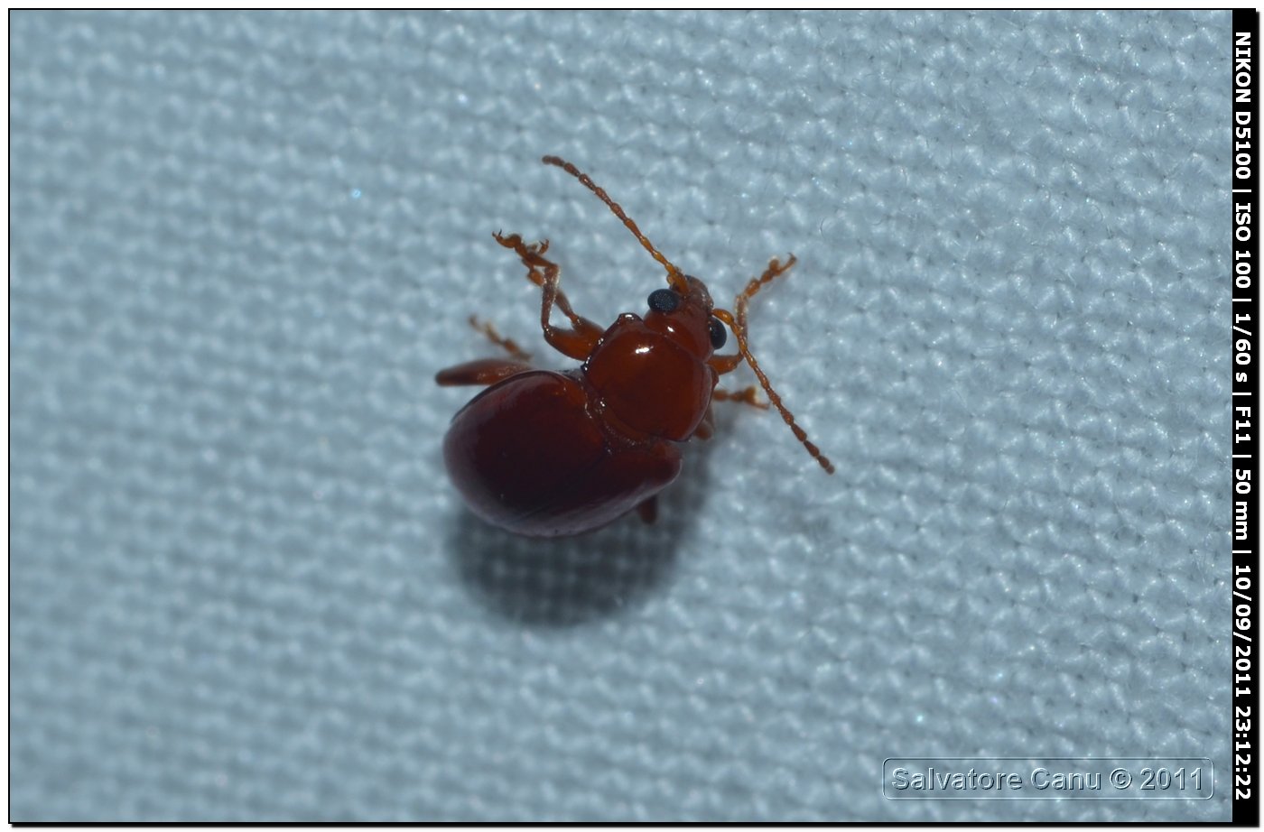 Coleottero da id, ca. 5mm (Neocrepidodera ferruginea?)