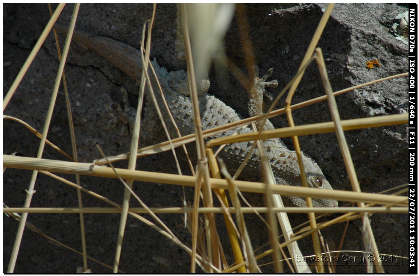 Geco da determinare (Tarentula mauritaunica)