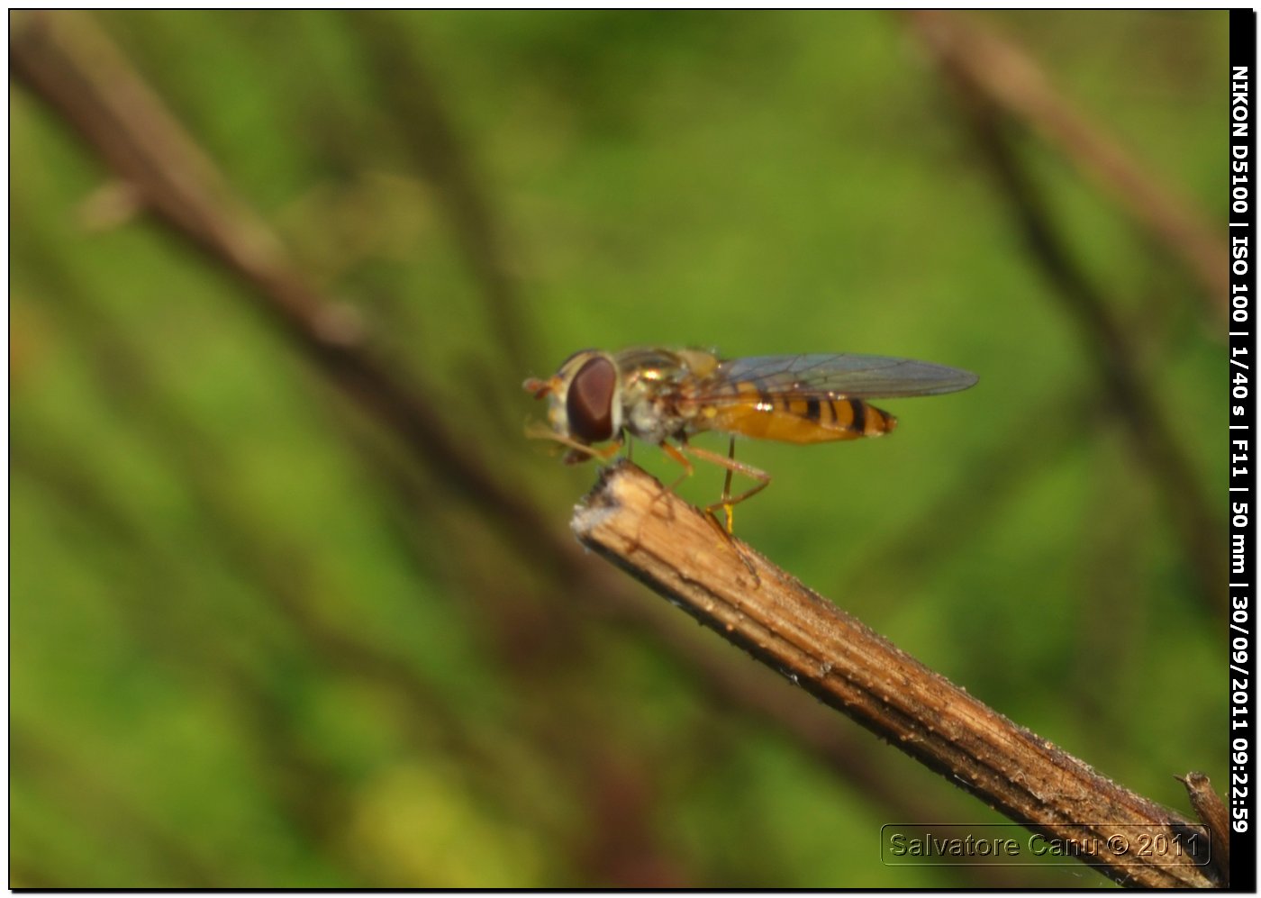 Episyrphus balteatus (Syrphidae)