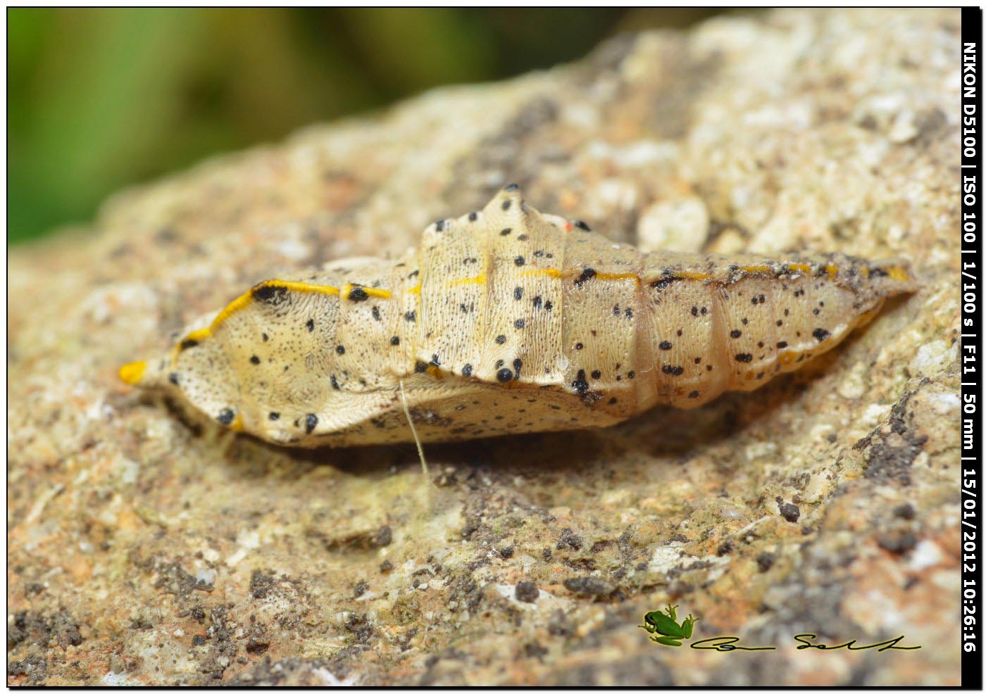 Pupa di Pieris brassicae