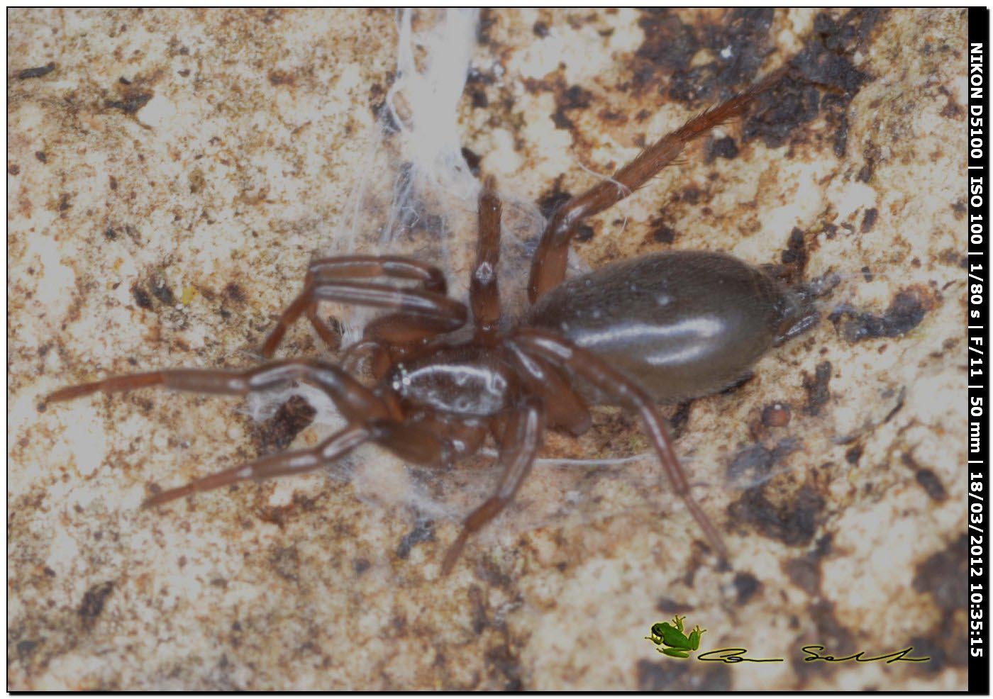 Gnaphosidae da Bessude