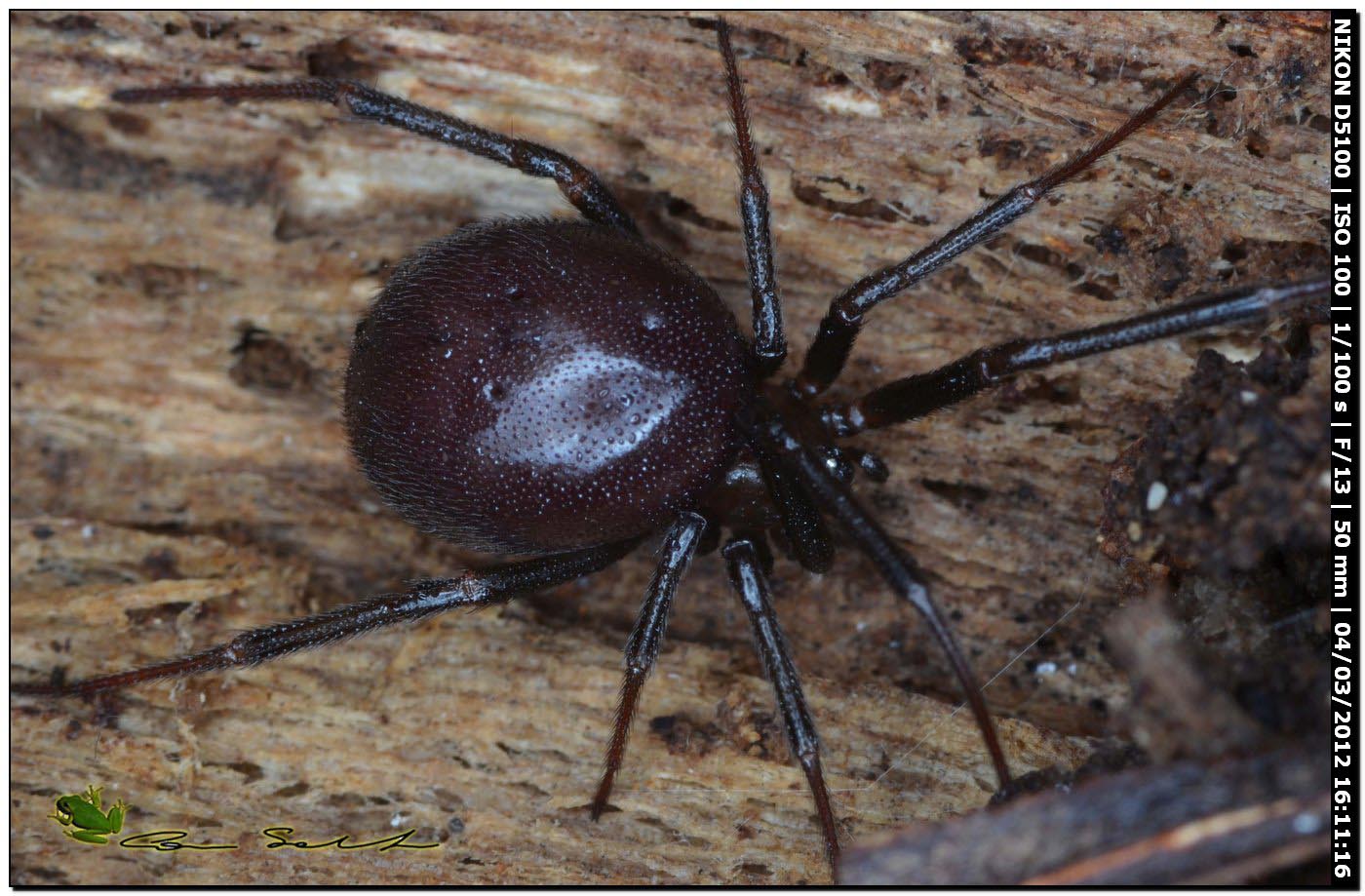 Steatoda grossa