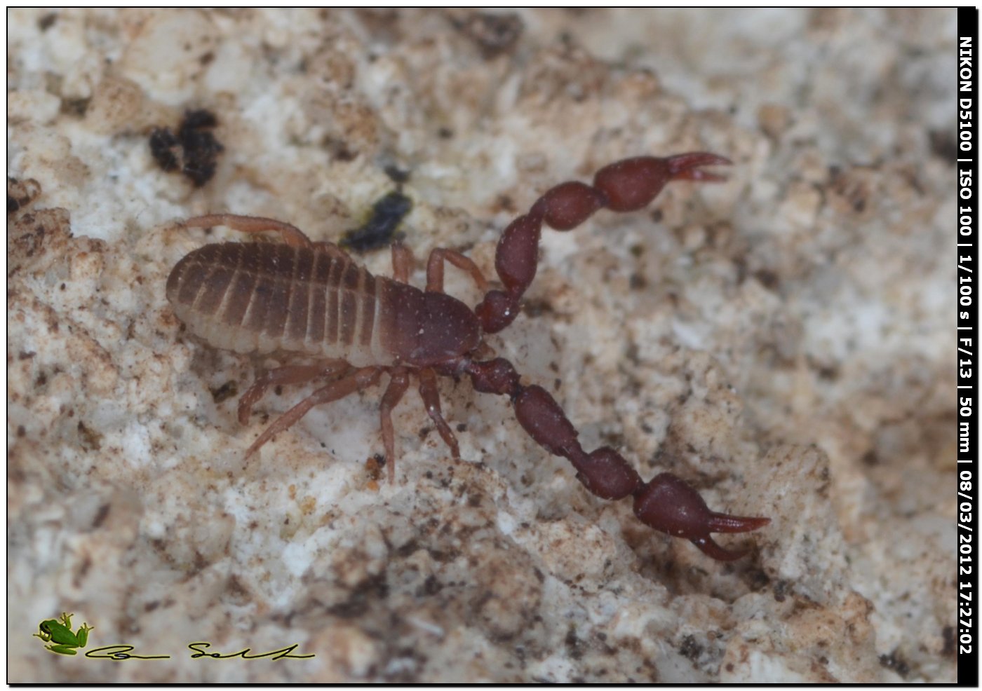 Pseudoscorpione, Cheliferidae? da Usini