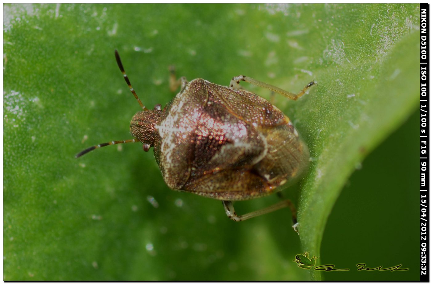 Pentatomidae: Eysarcoris venustissimus da Usini (SS)