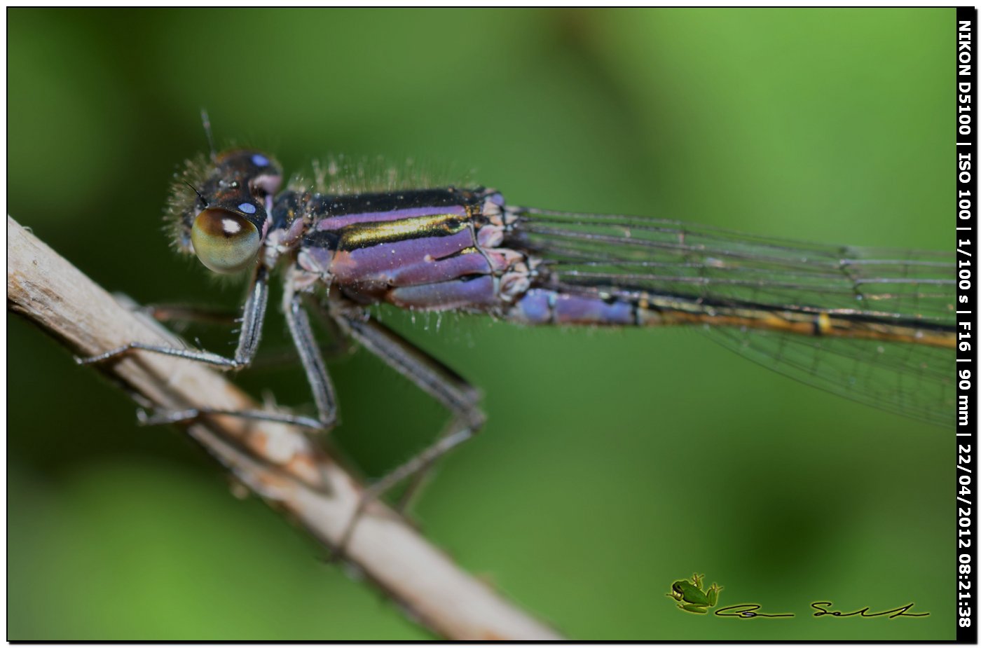 Ischnura genei