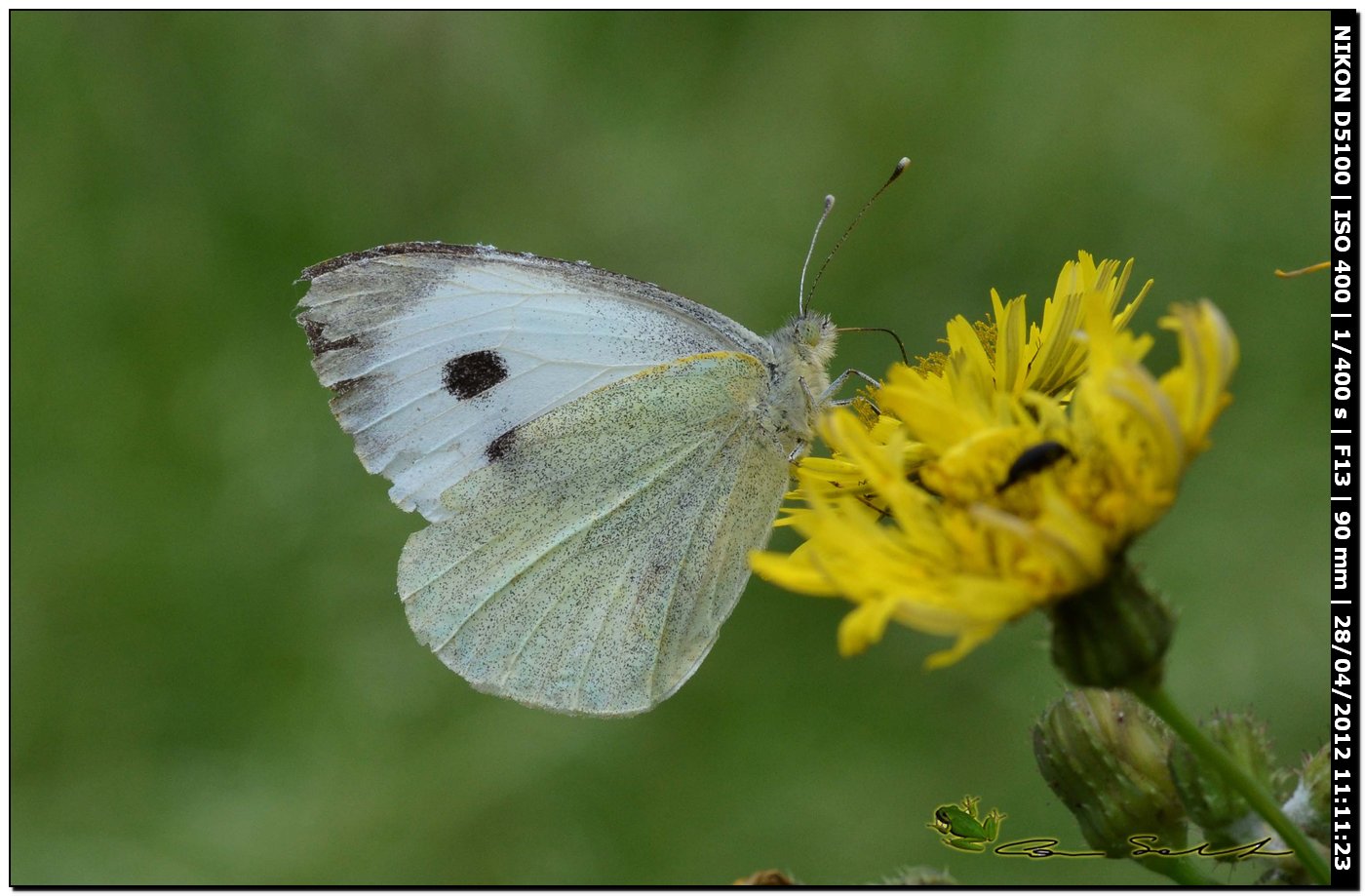 Pieris rapae