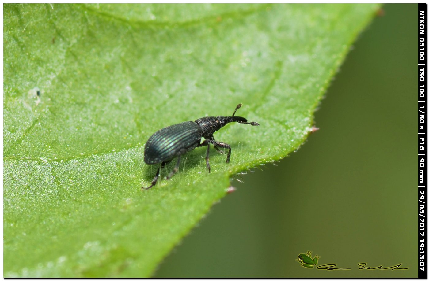 Piccolo Curculionidae. No. Apionidae