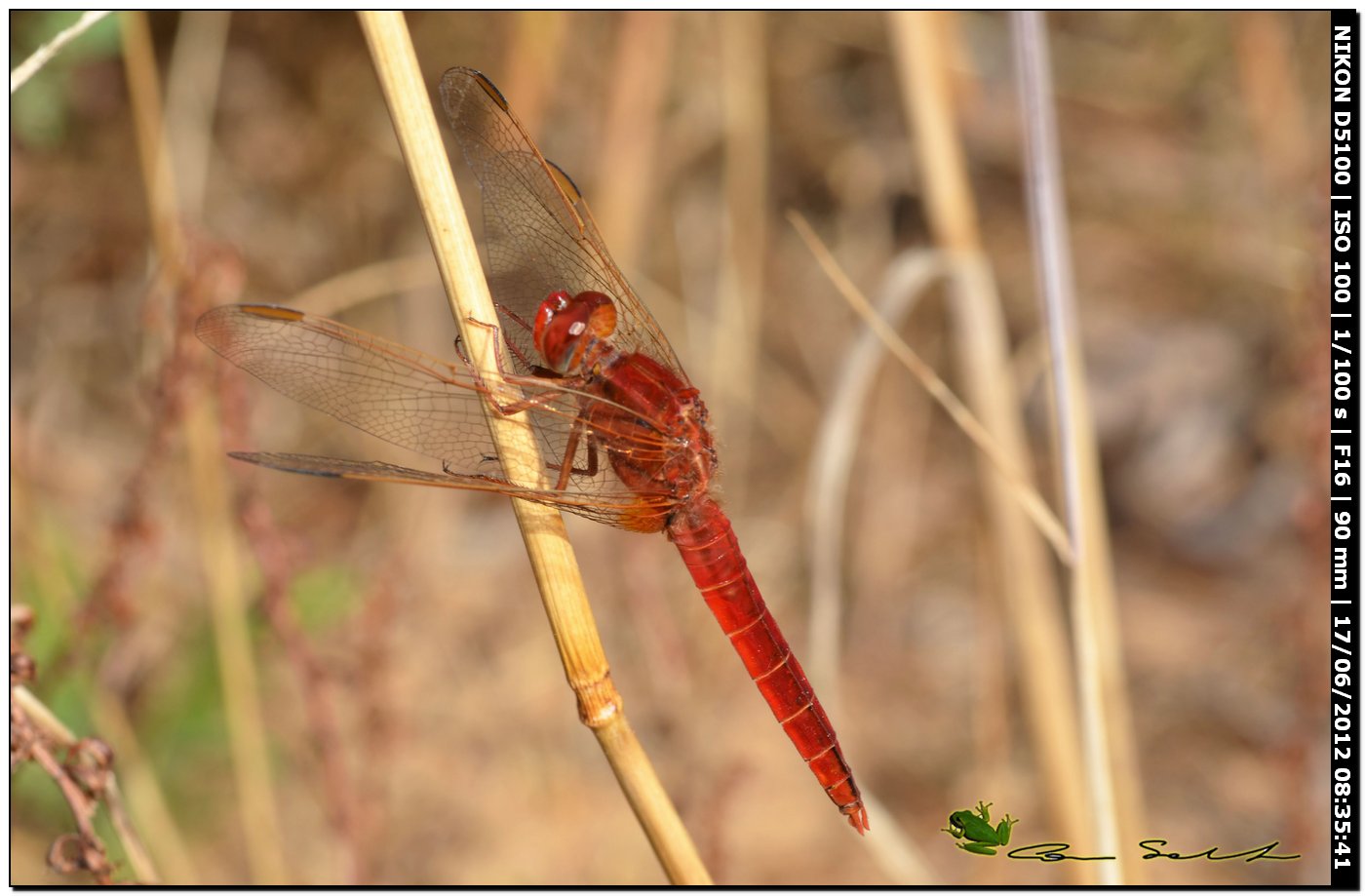 Crocothemis erythraea ♂