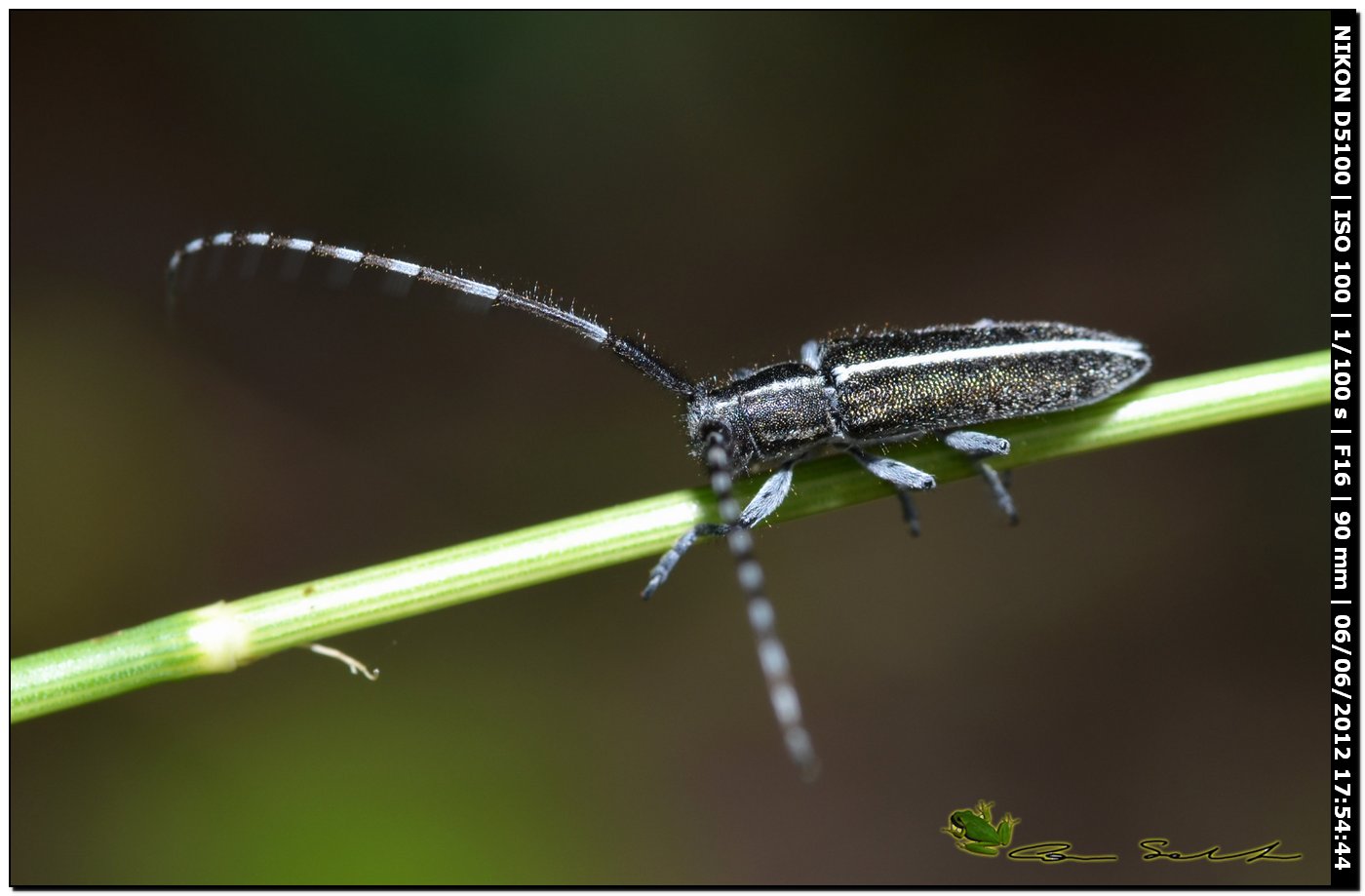 Agapanthia suturalis, Cerambycidae