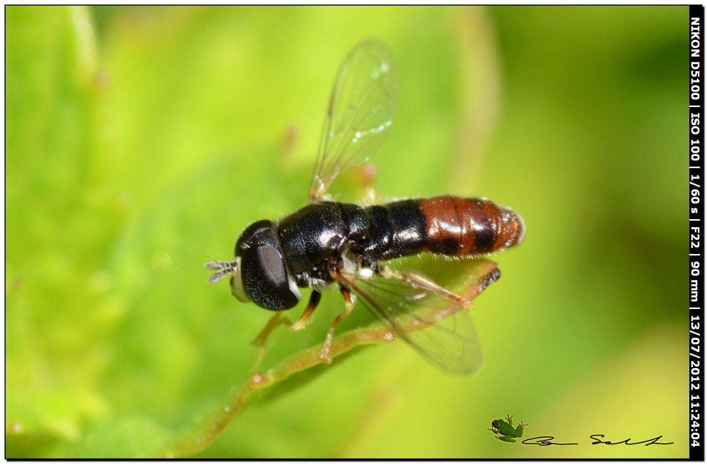 Paragus sp.?