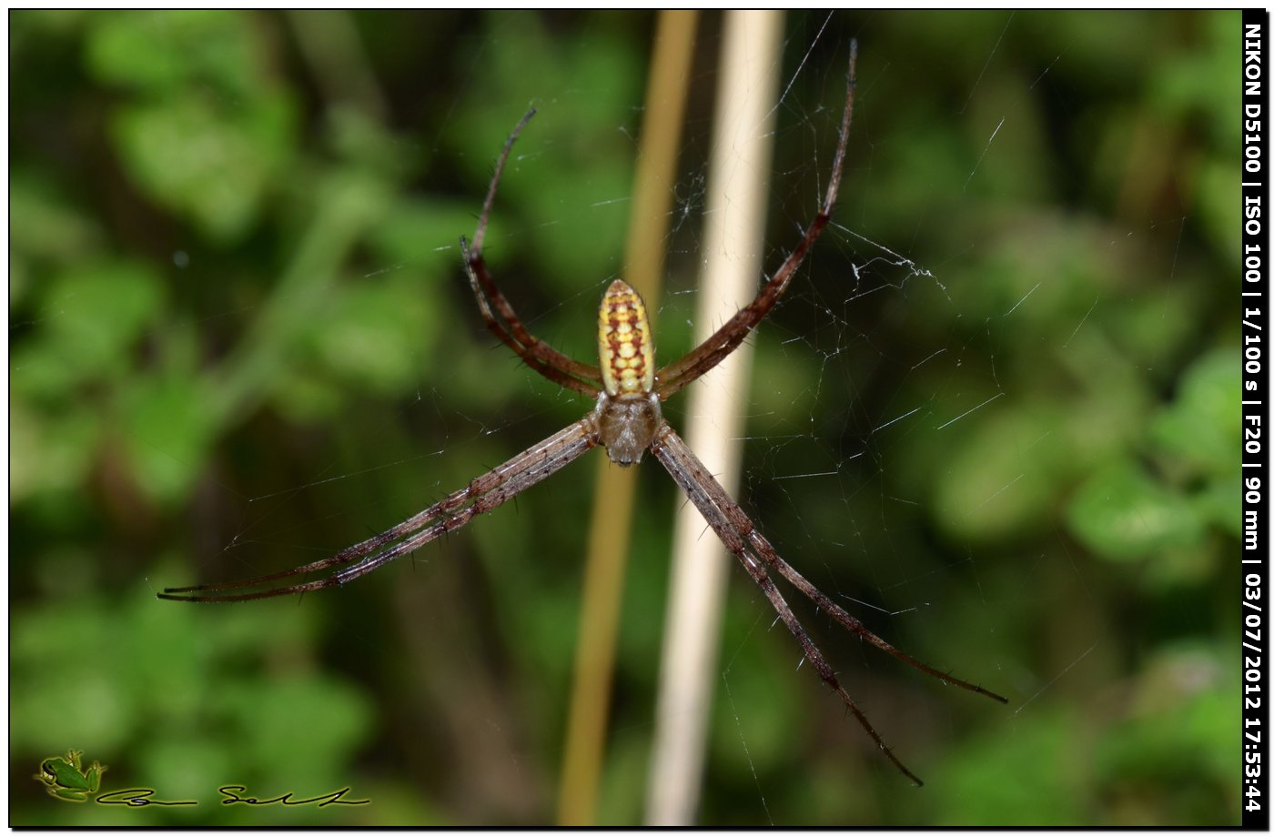 Argiope bruennichi, le prime della stagione