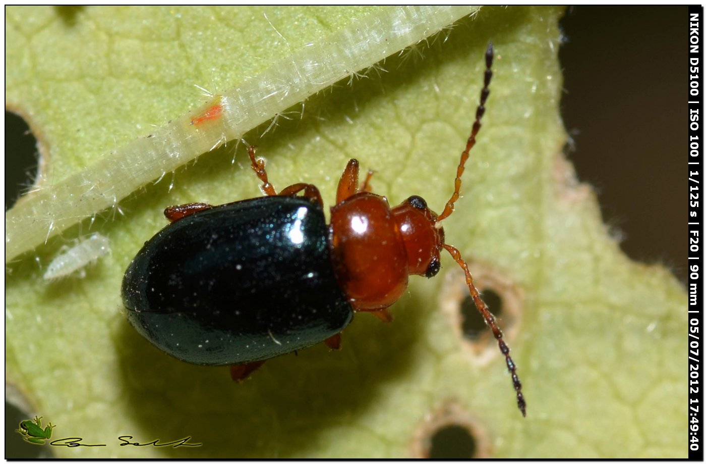 Chrysomelidae, Podagrica fuscicornis