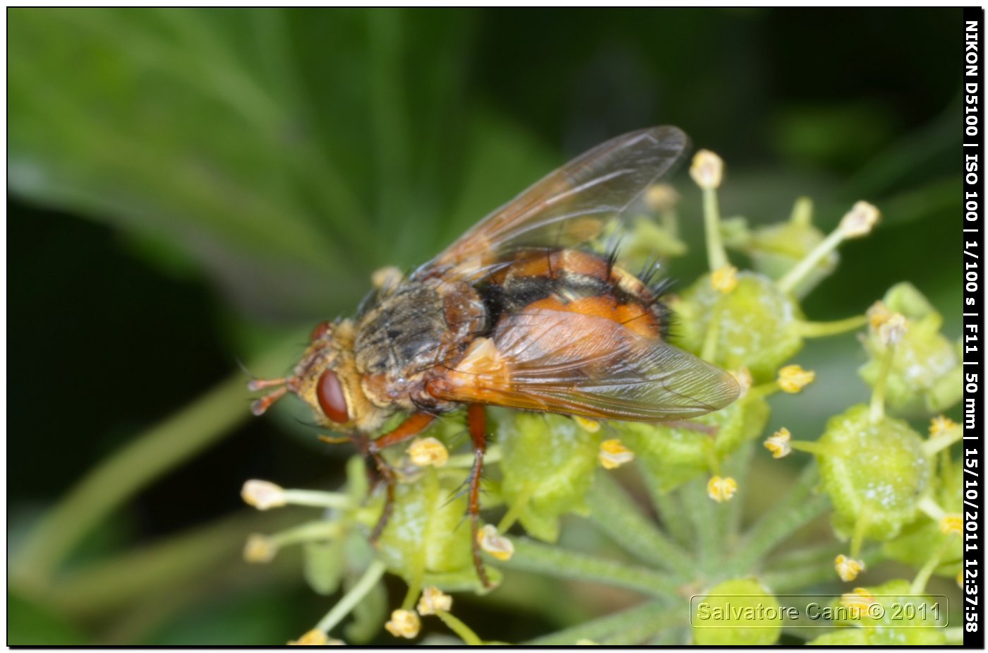 Tachinidae da determinare