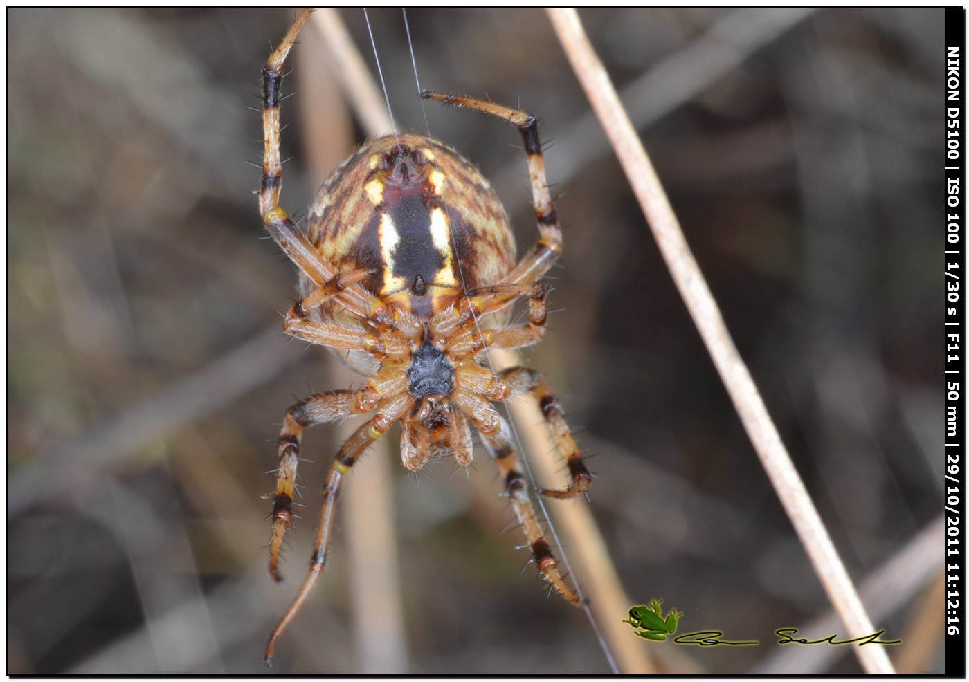 Neoscona byzanthina