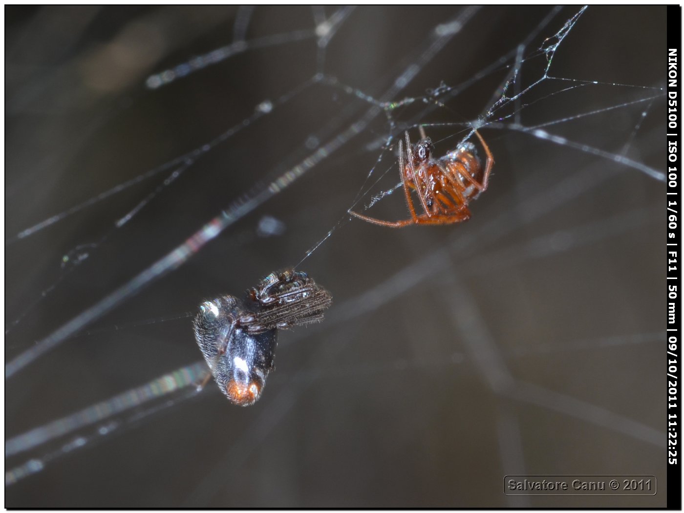 Accoppiamento Argyrodes sp.