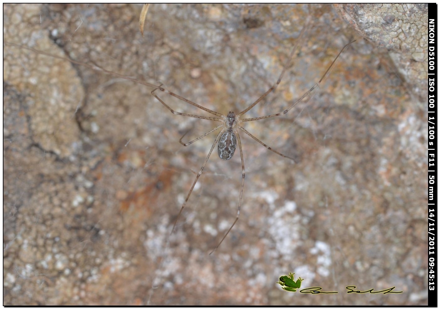 Linyphiidae?? No. Holochnemus pluchei