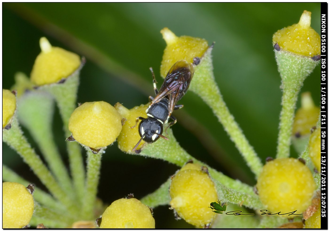 Hylaeus sp. (Apidae Colletinae)