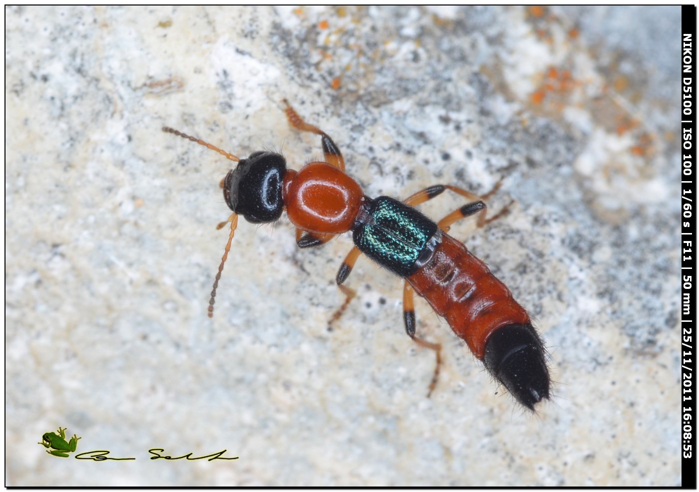 Paederus (Poederomorphus) littoralis