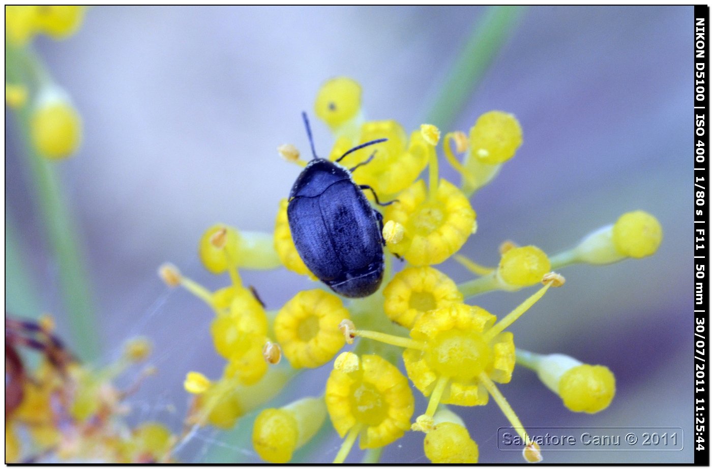 Chrysomelidae Bruchinae