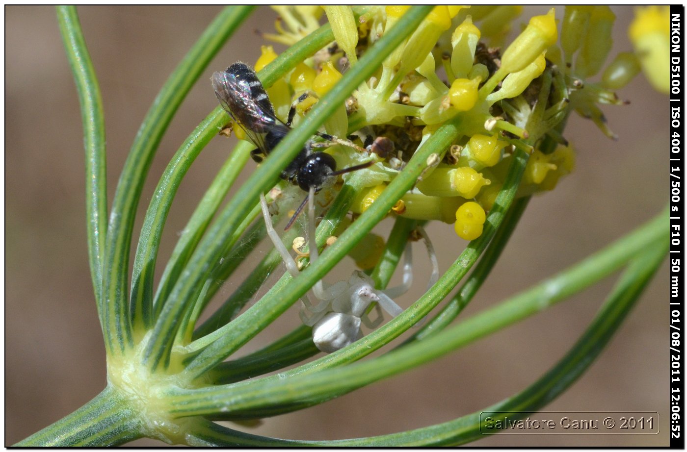 Vari su fiore (Polistes, Camponotus, Lasioglossum)