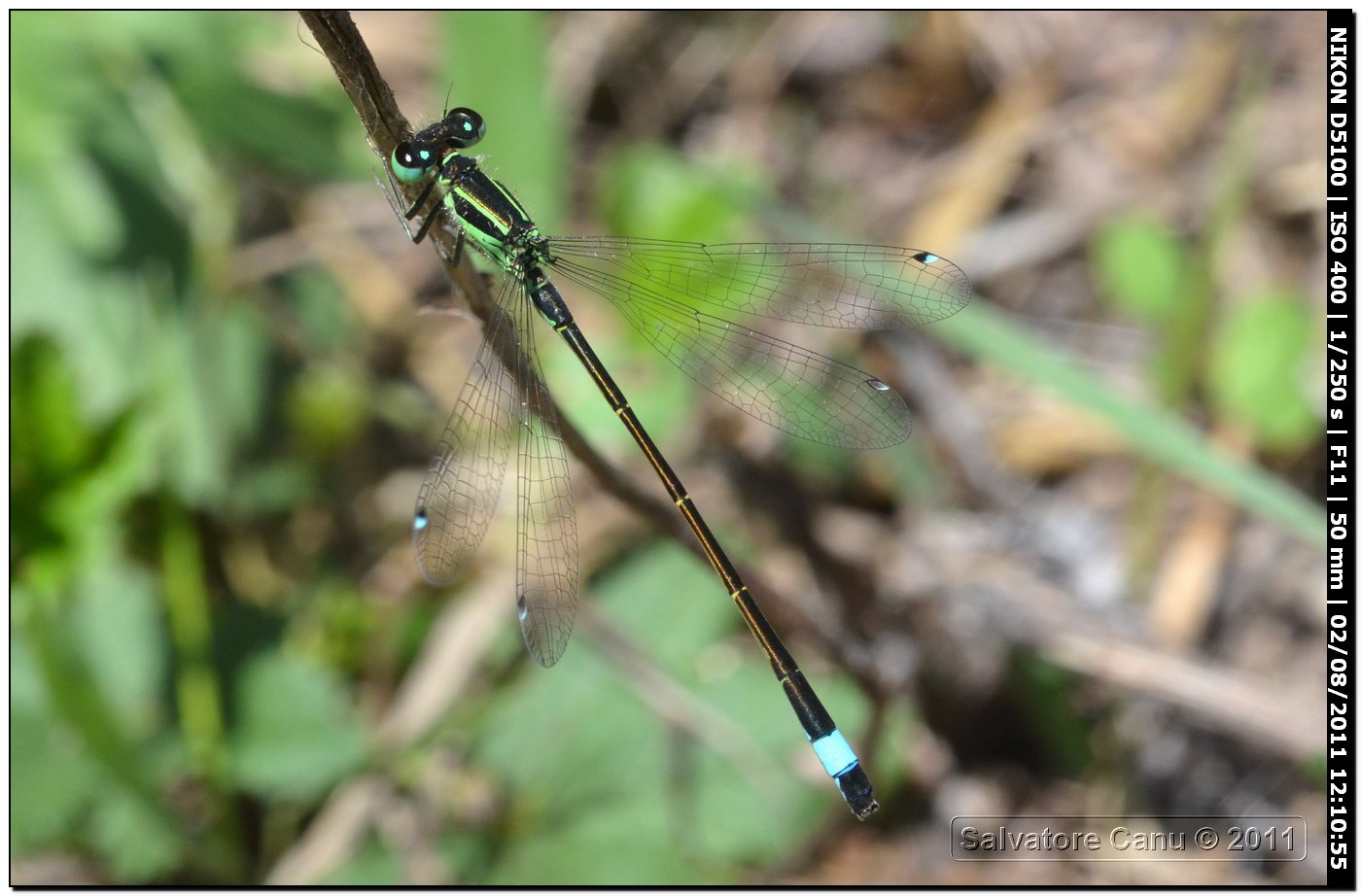 Da identificare: Ischnura genei