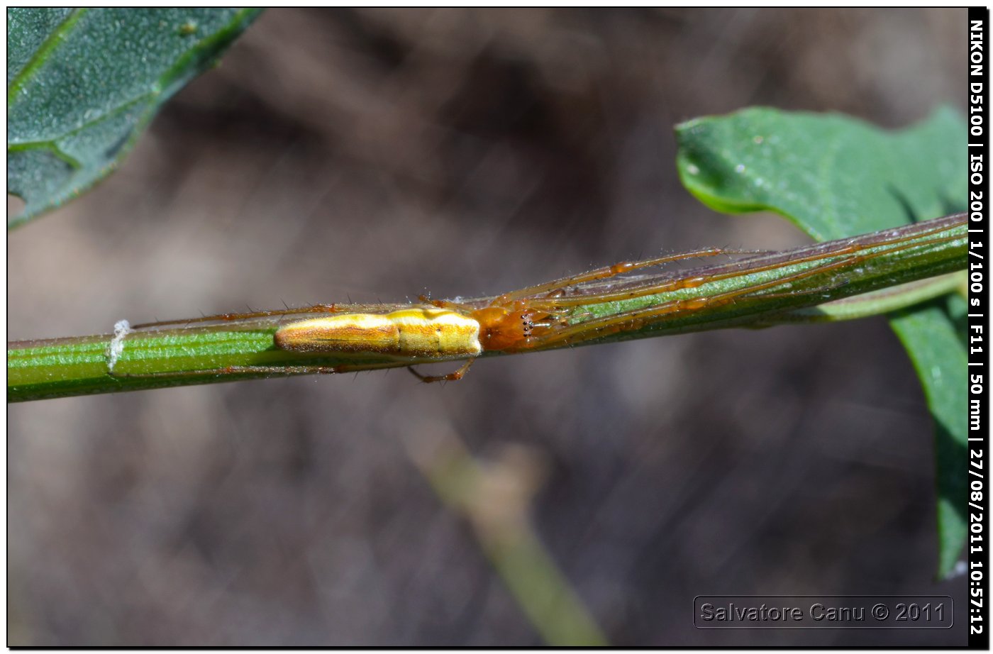 Tetragnatha sp.