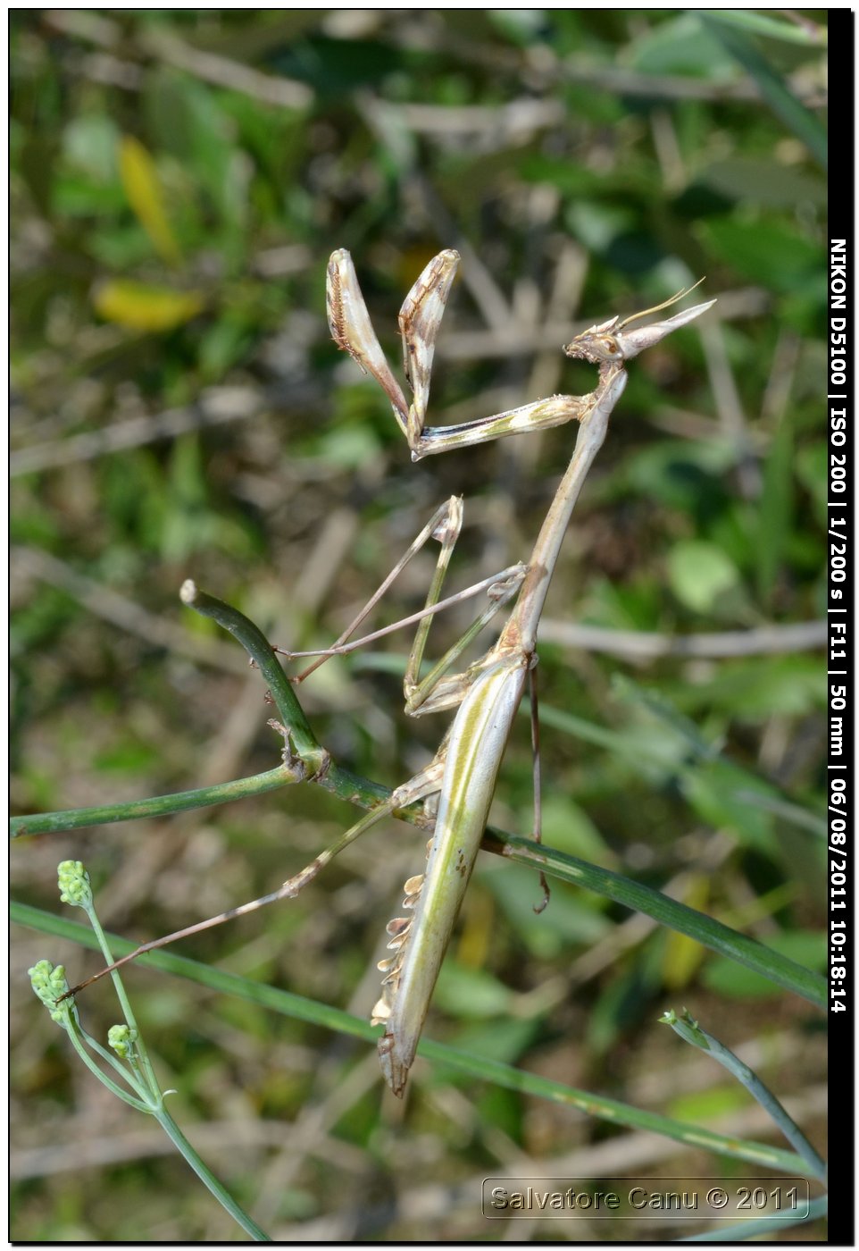 Empusa pennata ♀