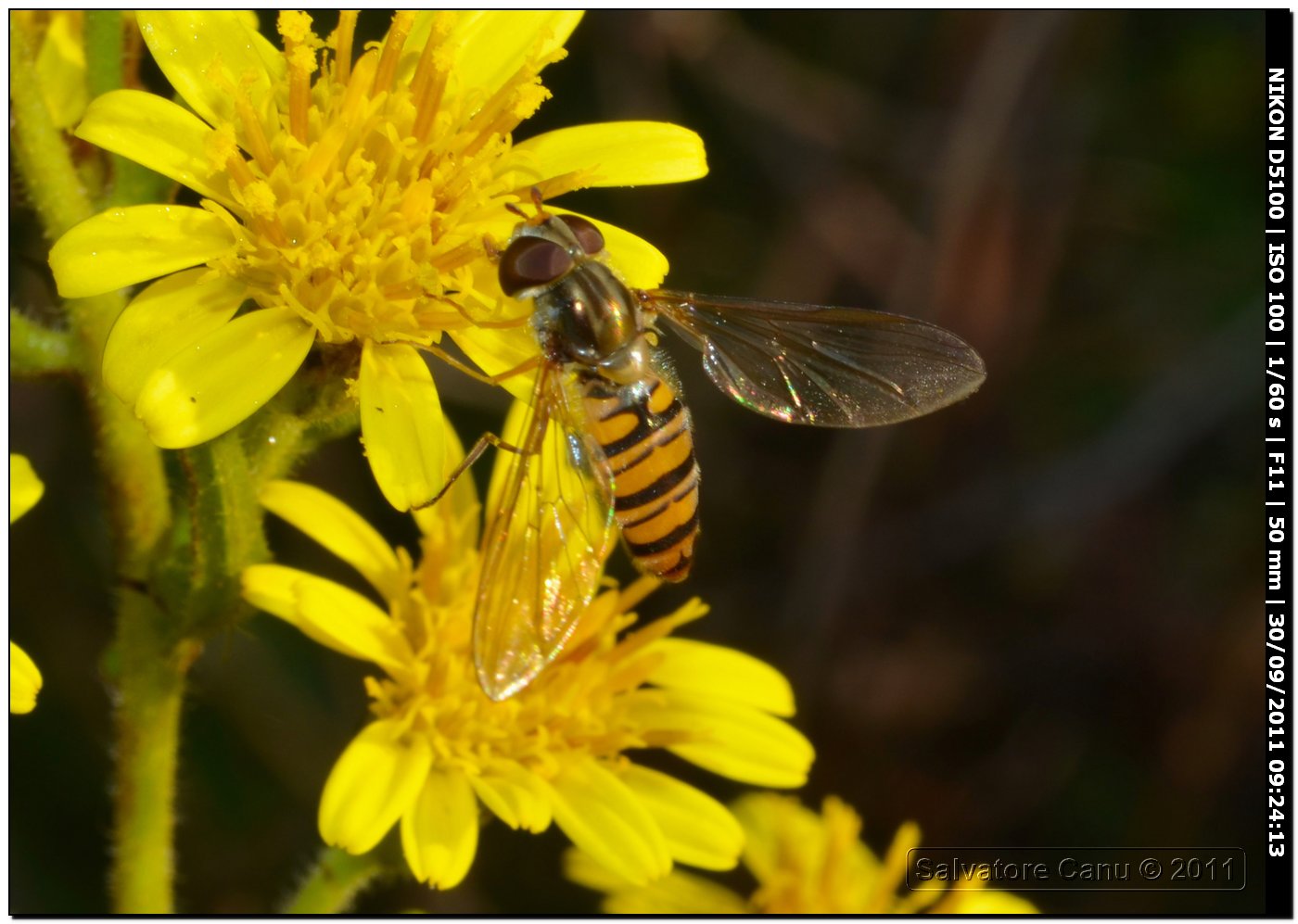 Episyrphus balteatus (Syrphidae)