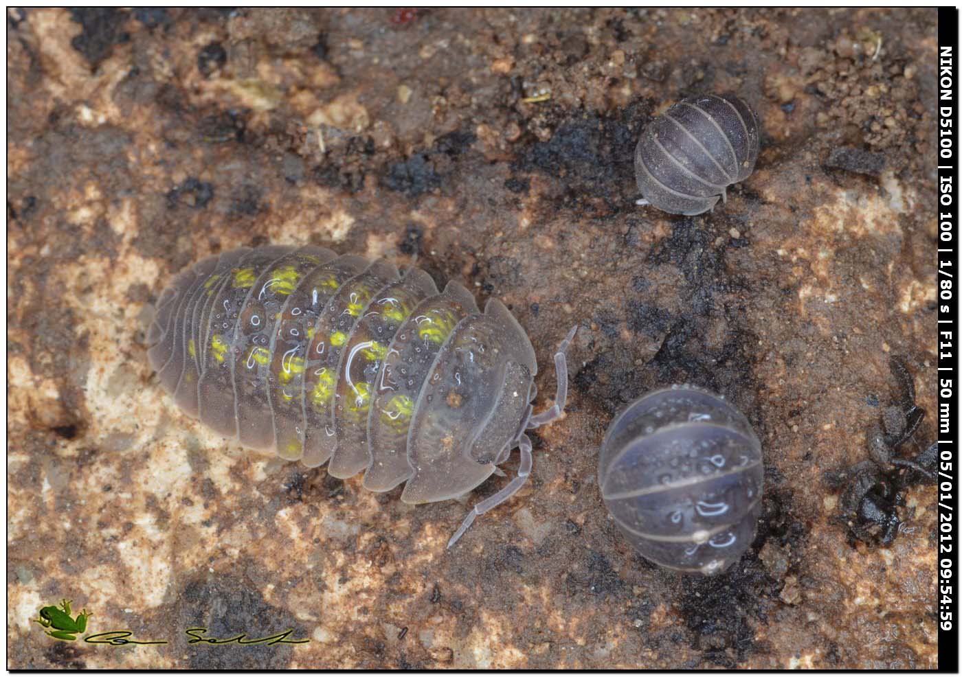 Isopoda: Armadillidium granulatum (Armadillidiidae) e Armadillo officinalis (Armadillidae)