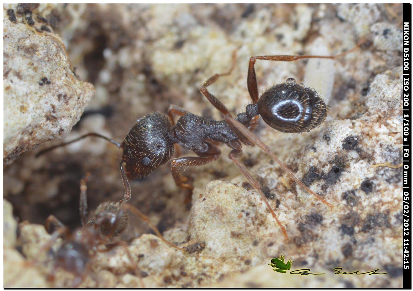 Piccoli da 1 mm Cholovocera formicaria (Endomichiidae)