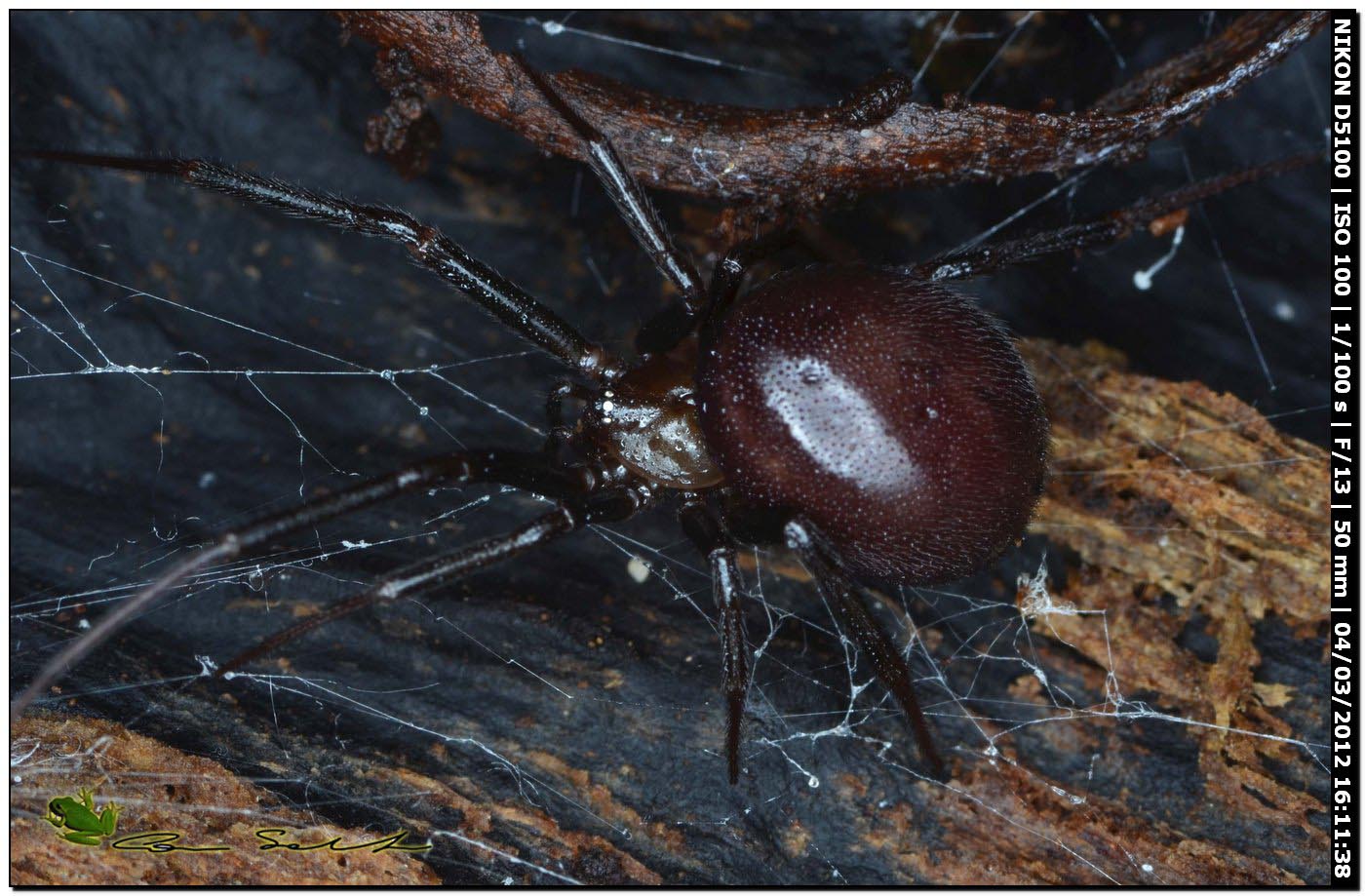 Steatoda grossa