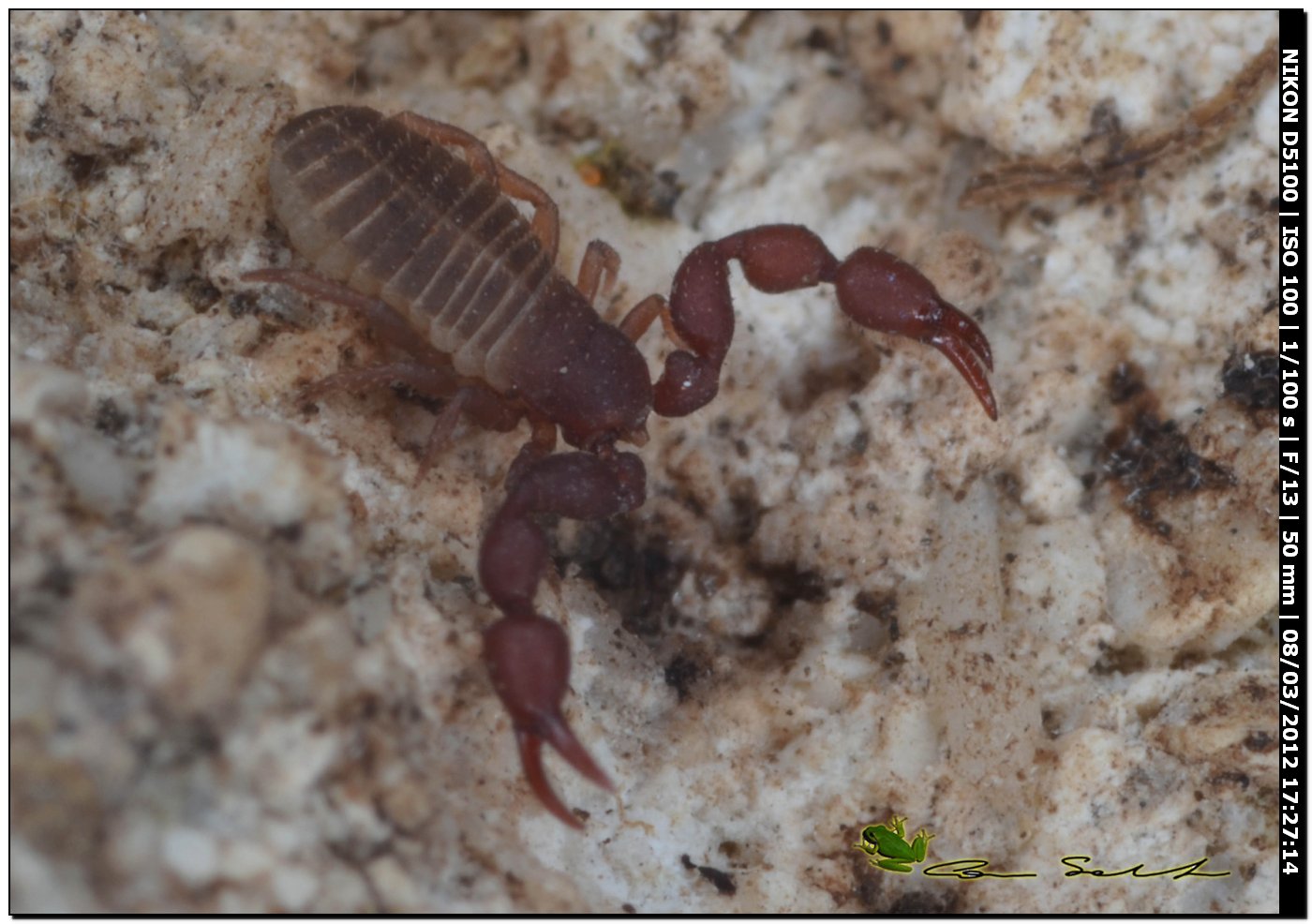 Pseudoscorpione, Cheliferidae? da Usini