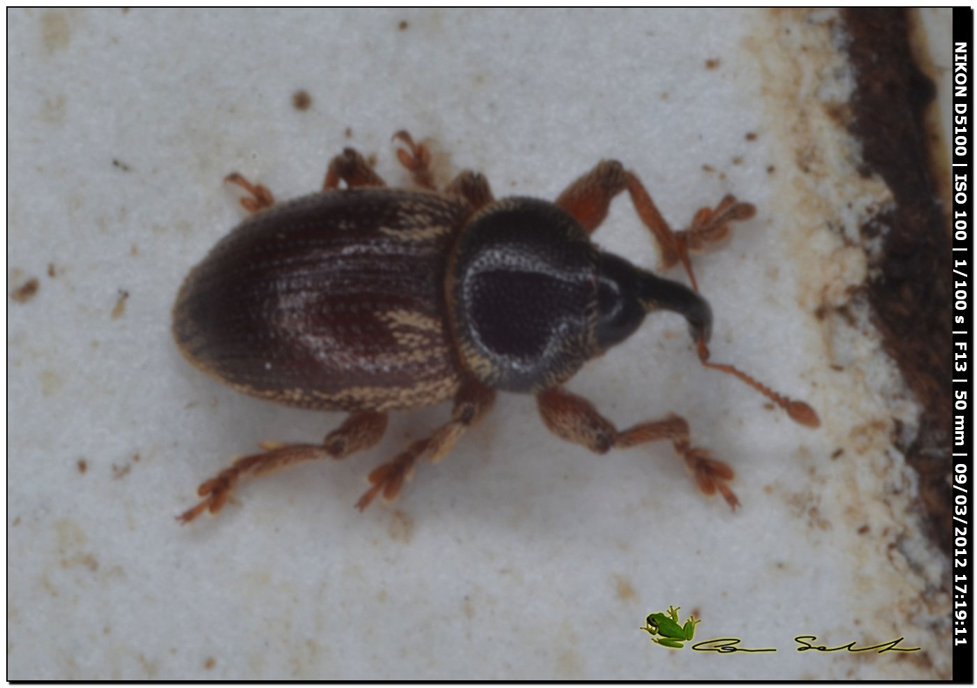 Mini curculionidae da Usini (Pachytychius hordei squamosus)