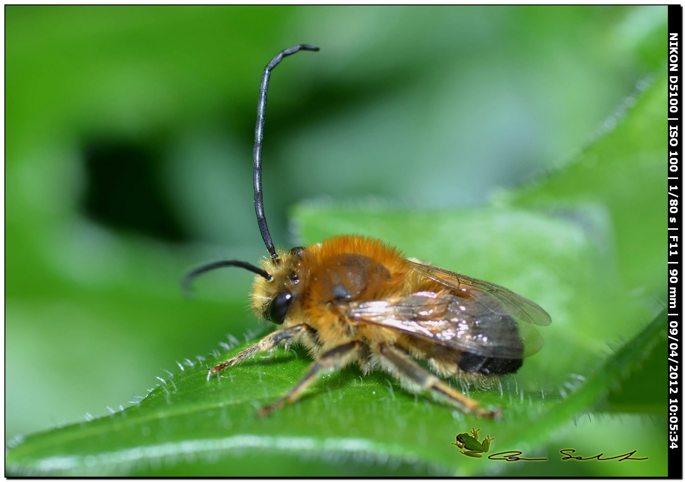 Da Usini maschio di Eucera cfr nigrilabris