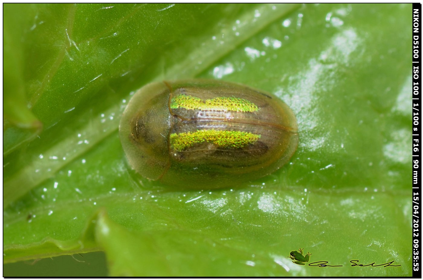 Cassida vittata