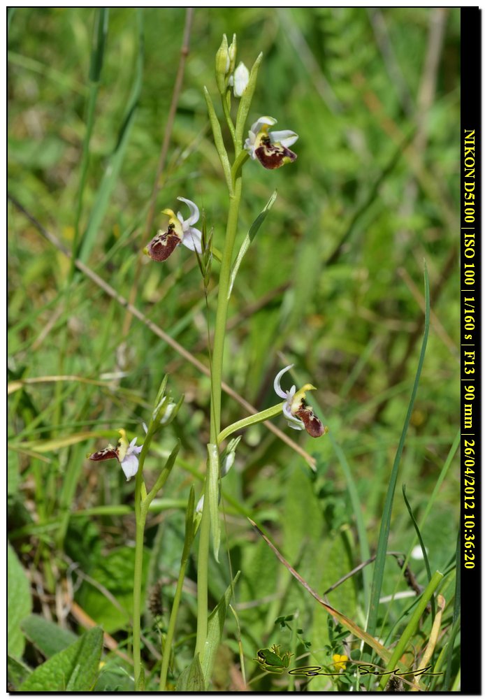 Ophrys annae / Ofride di Anna