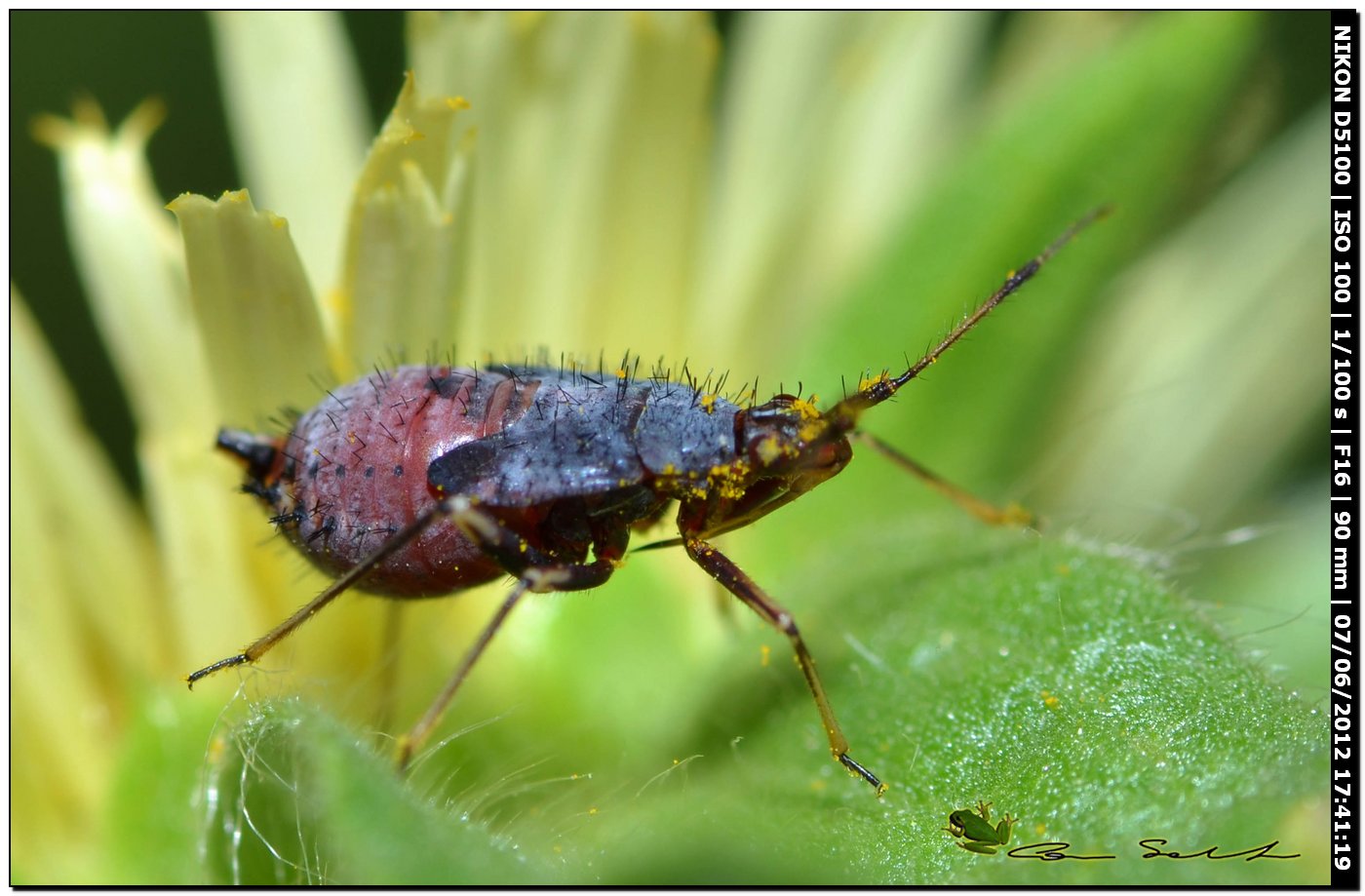 Ninfa spinosa con rostro: Deraeocoris ruber