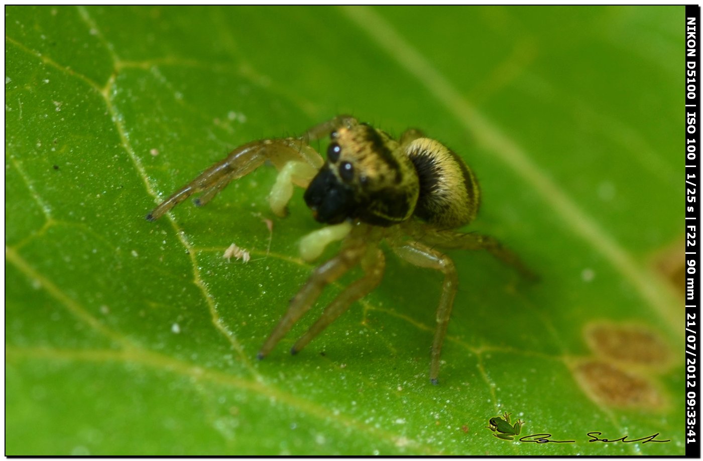 Heliophanus sp.?  2