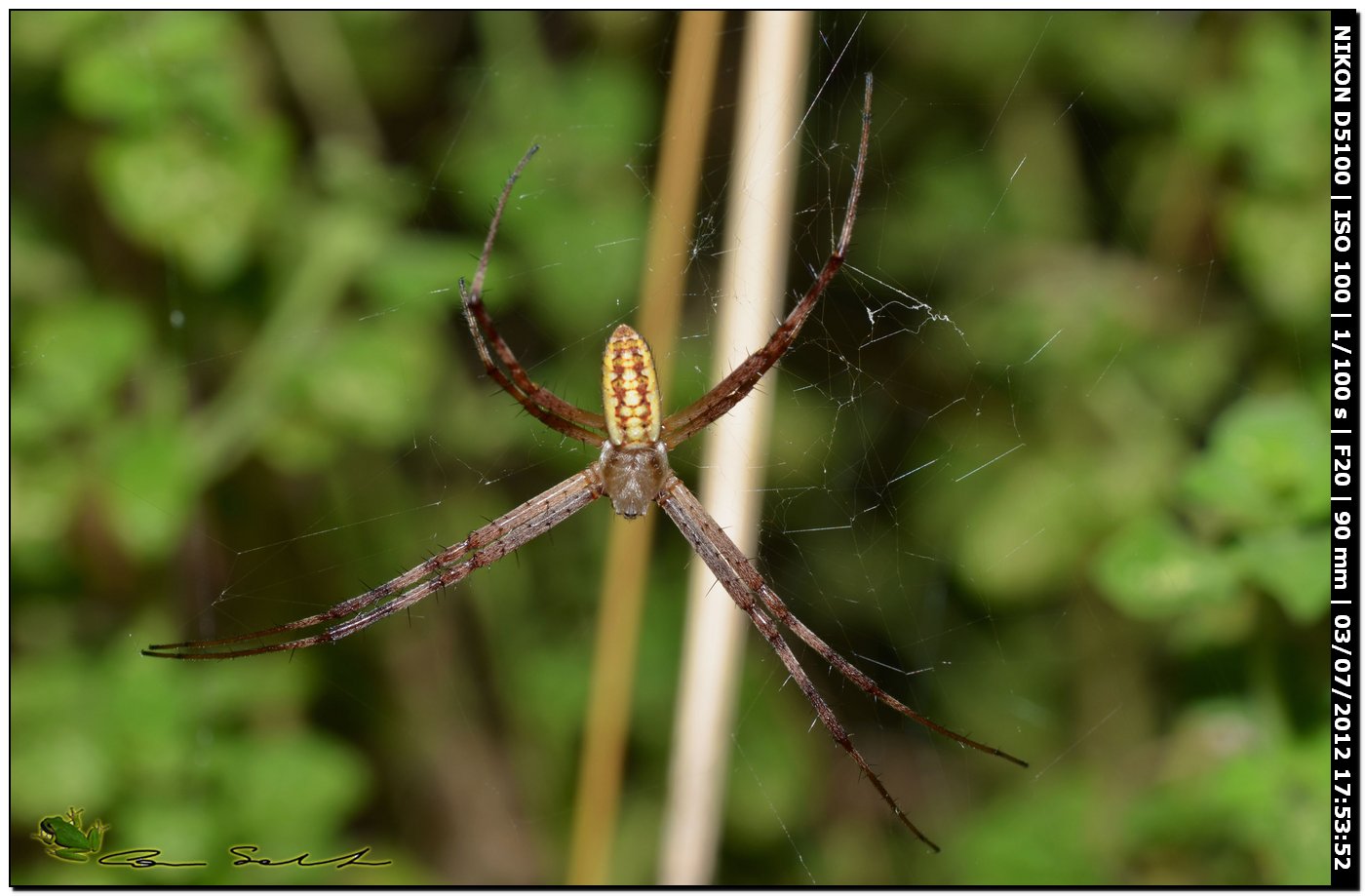 Argiope bruennichi, le prime della stagione