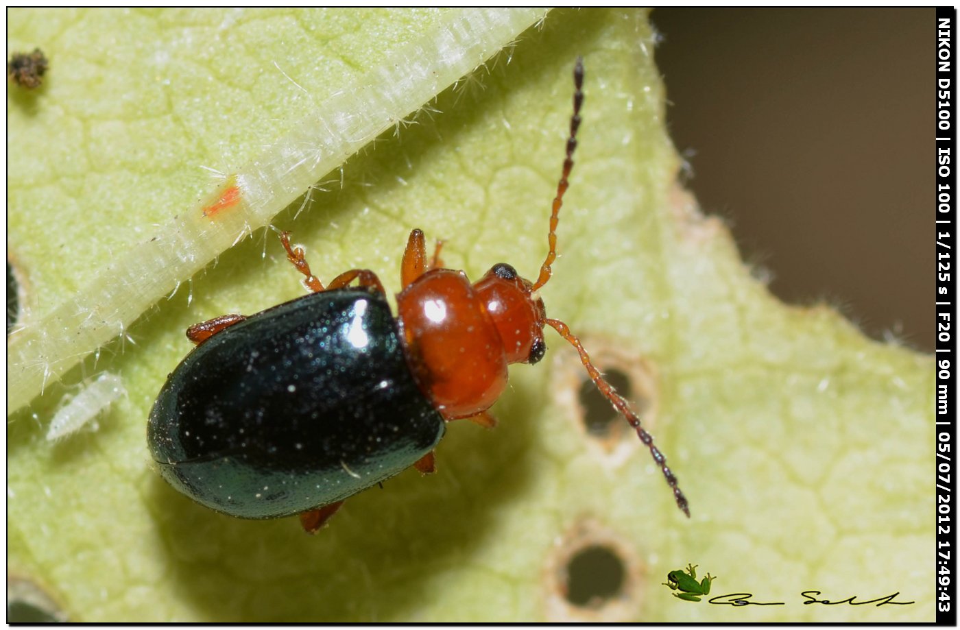 Chrysomelidae, Podagrica fuscicornis