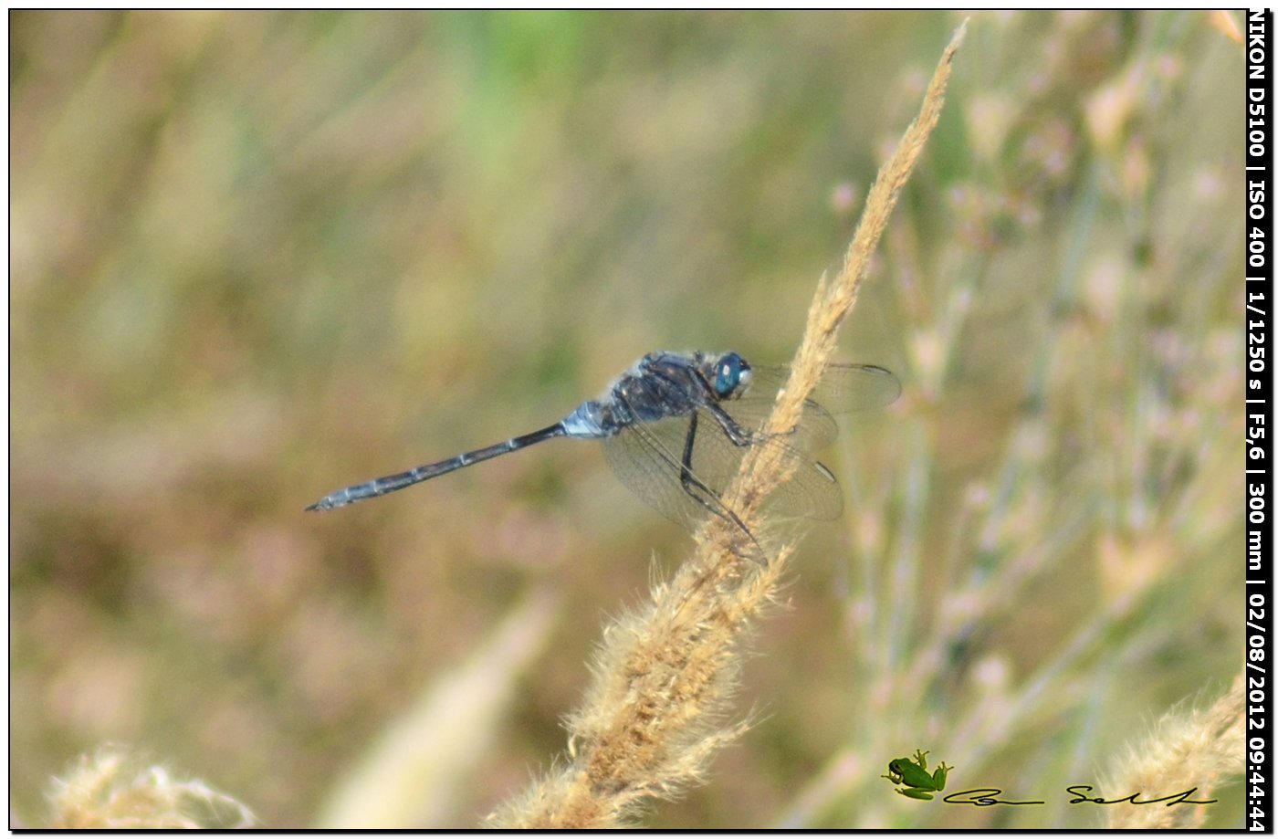 Orthetrum trinacria ♂