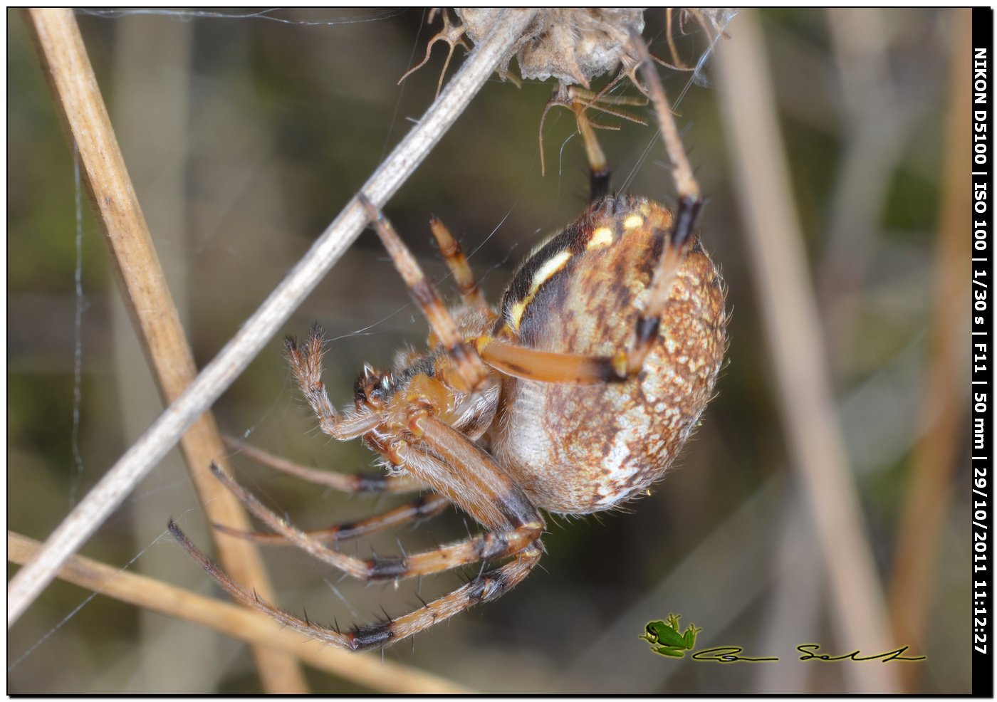 Neoscona byzanthina