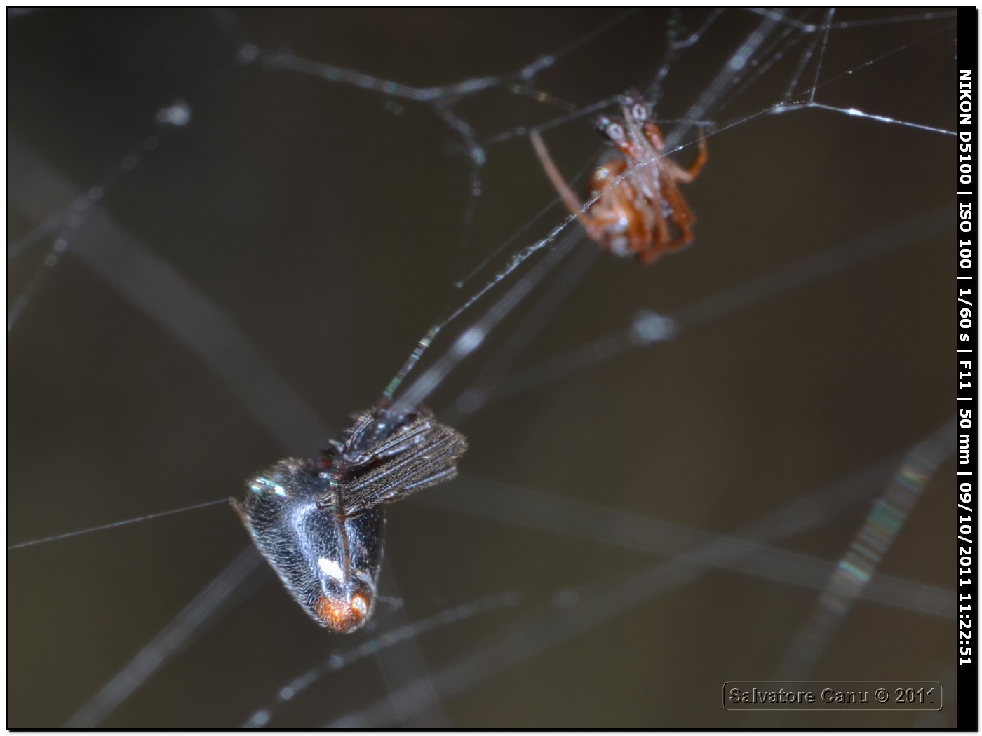 Accoppiamento Argyrodes sp.