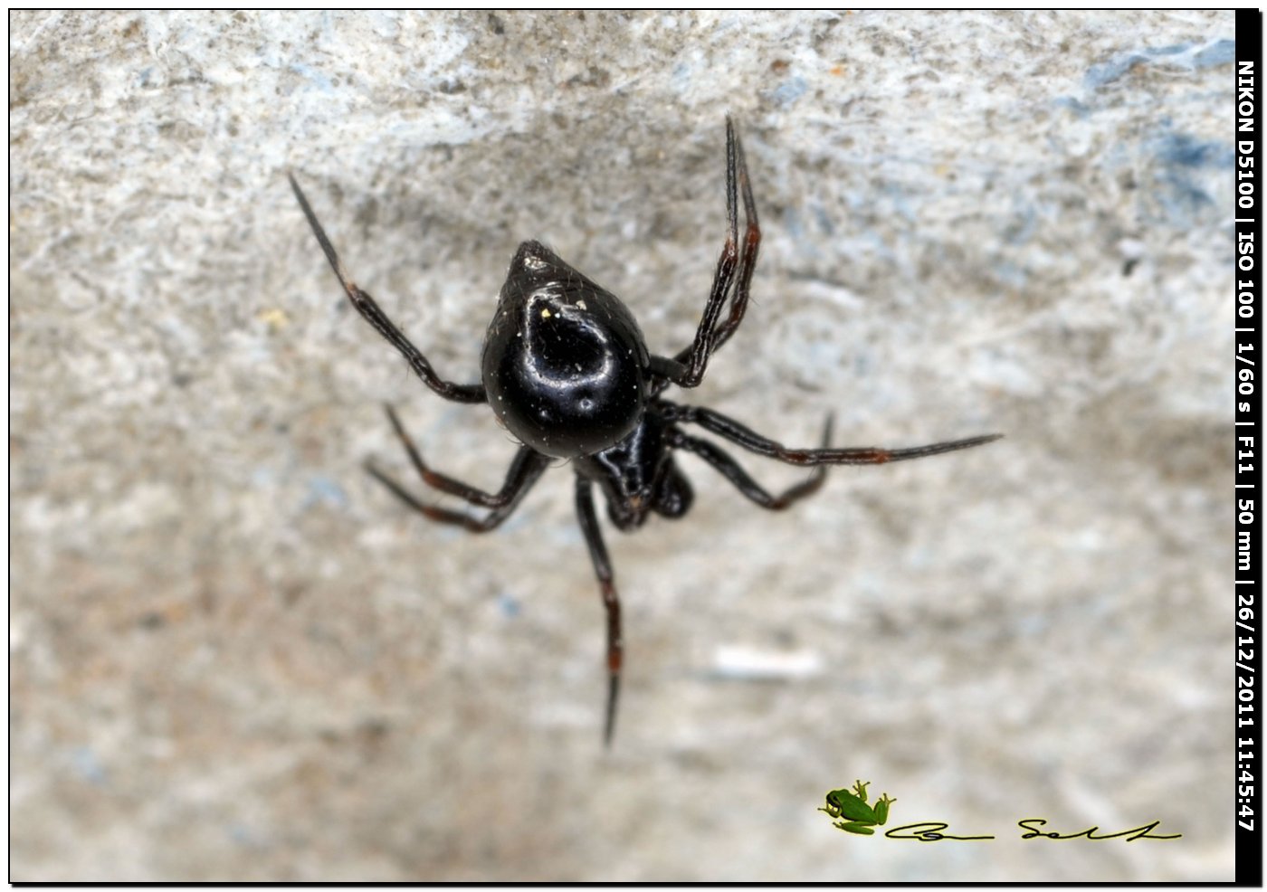 Euryopis sp. (Theridiidae) ♂