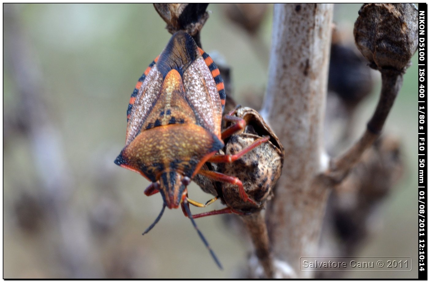 Carpocoris mediterraneus, diverse colorazioni