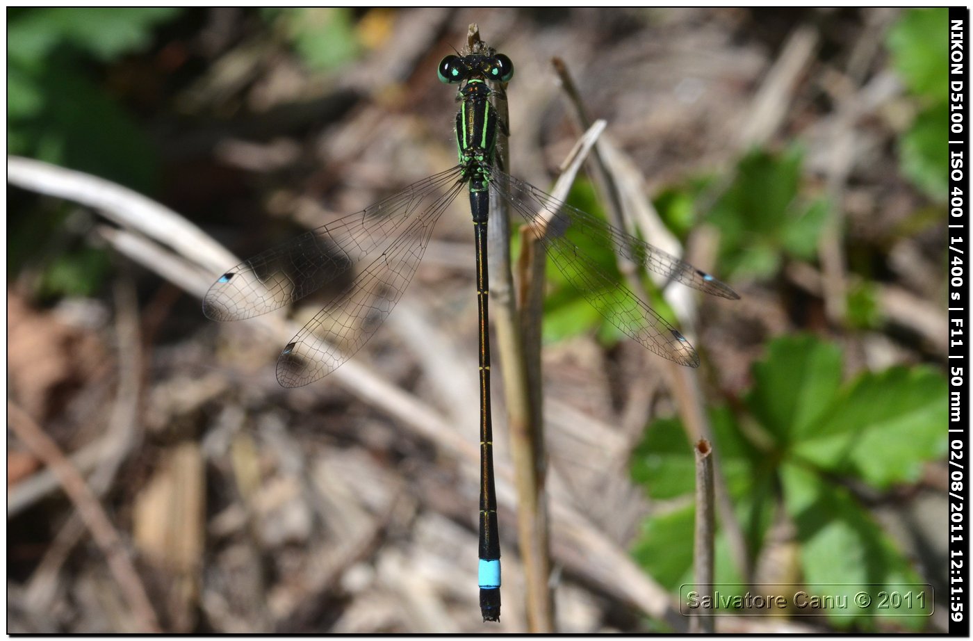 Da identificare: Ischnura genei